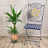 All Occasions Yucca 2 Stem 100cm Indoor Plant – Real House Plant, Next Day view 2