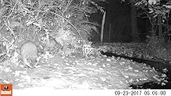 Amazon.com : Bushnell Trophy Cam HD Essential E2 12MP Trail Camera, Tan