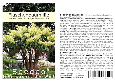 Seedeo® Flaschenbaumlilie - Elefantenfuß -(Nolina recurvata) 10 Samen