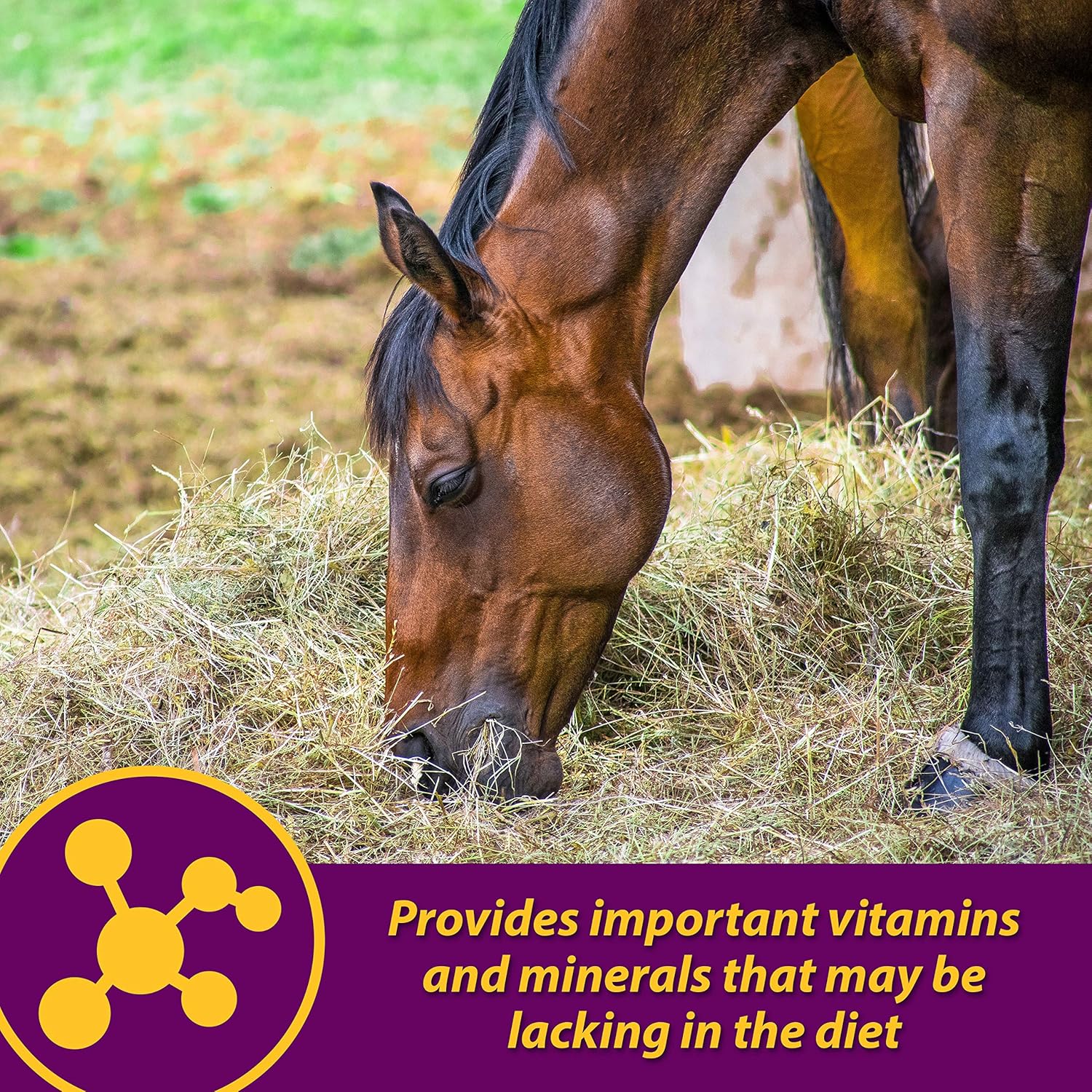 FARNAM 74109 Red Cell Pet Supplement, 32-Ounce : Horse Nutritional Supplements And Remedies : Pet Supplies