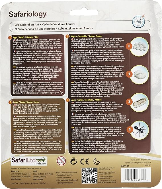 Safari Ciclo de la Vida de una Hormiga.