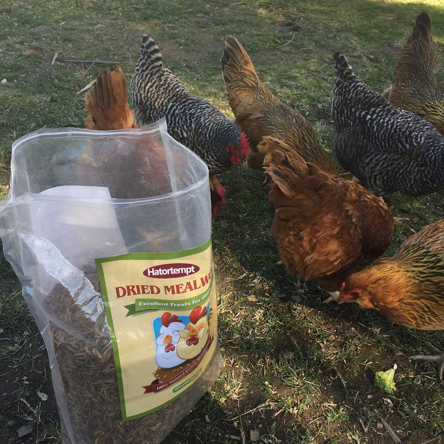 Hatortempt 5 lbs Non-GMO Dried Mealworms-High-Protein Mealworms for Wild Bird,Chicken, Ducks,Fish,Reptile, Tortoise, Amphibian,Lizard: Pet Supplies
