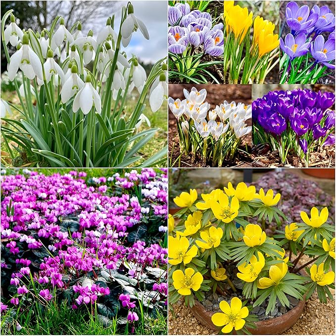 Woodland bulbs® 50 x Winter/Early Spring Flowering Bulbs Snowdrops