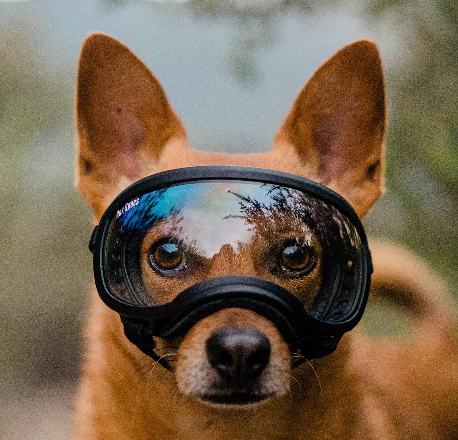 small yorkies for adoption