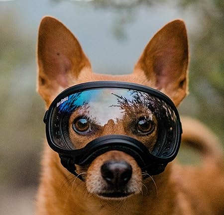 how to stop barking at other dogs