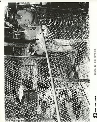 Jay North Zebra In The Kitchen Original 8x10 Photo T5718 At