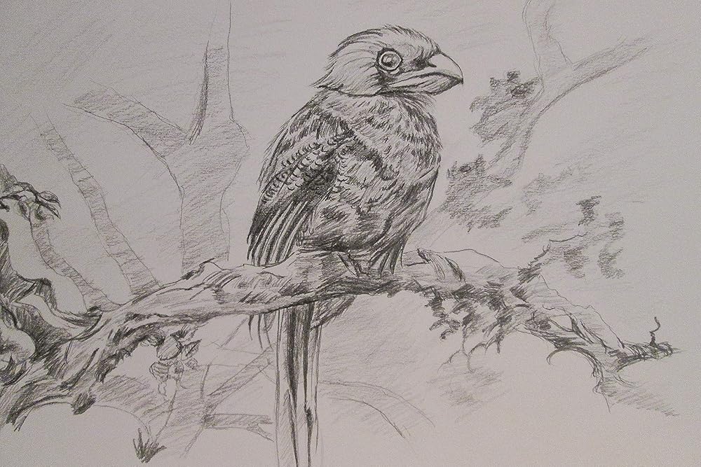 Zeichnung Vogel auf Ast: Amazon.de: Handmade