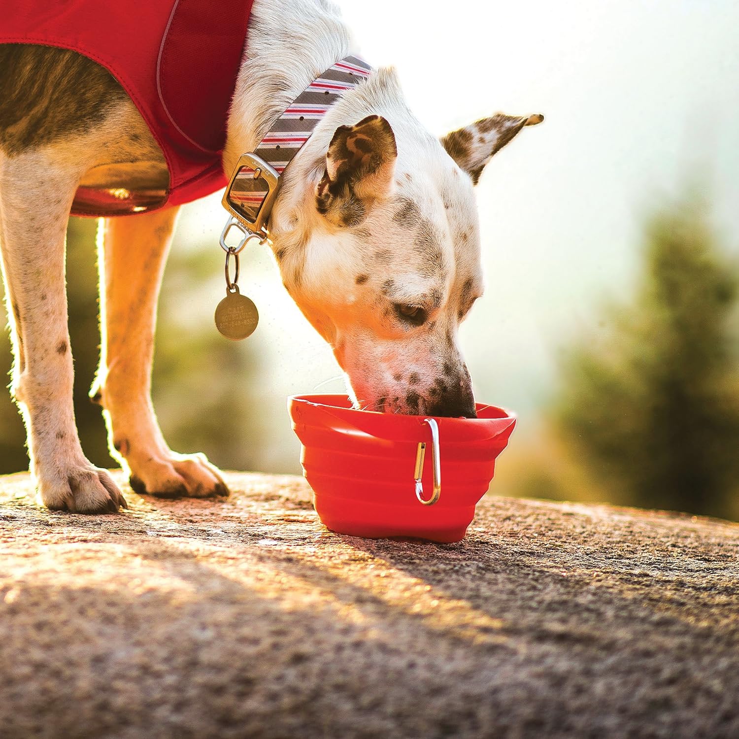 Kurgo Collaps-A-Bowl for Dogs, Collapsible Travel Dog Bowl for Outdoor Adventures, Food-Grade Silicone - Image 5