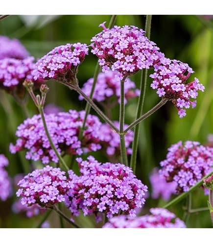 Amazon.com : Verbena bonariensis Finesse Primed 1,000 Seeds