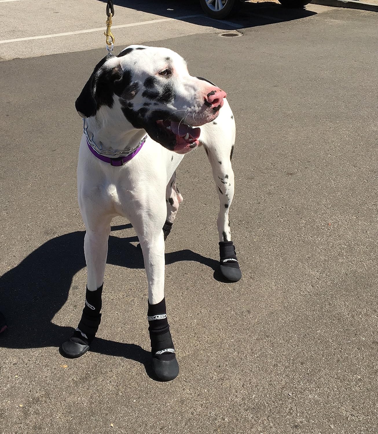 black cat black cat looking for a witch