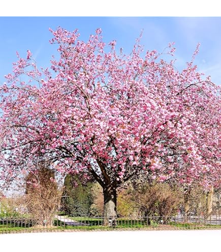 Amazon.com : zellajake Rare Flower Seeds Japanese Flowering Cherry