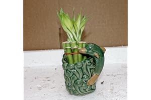 JM BAMBOO Live 10/4-6'' style Party Bamboo Plant Arrangement w/dolphin 4''Ceramic Vase-from jmbamboo