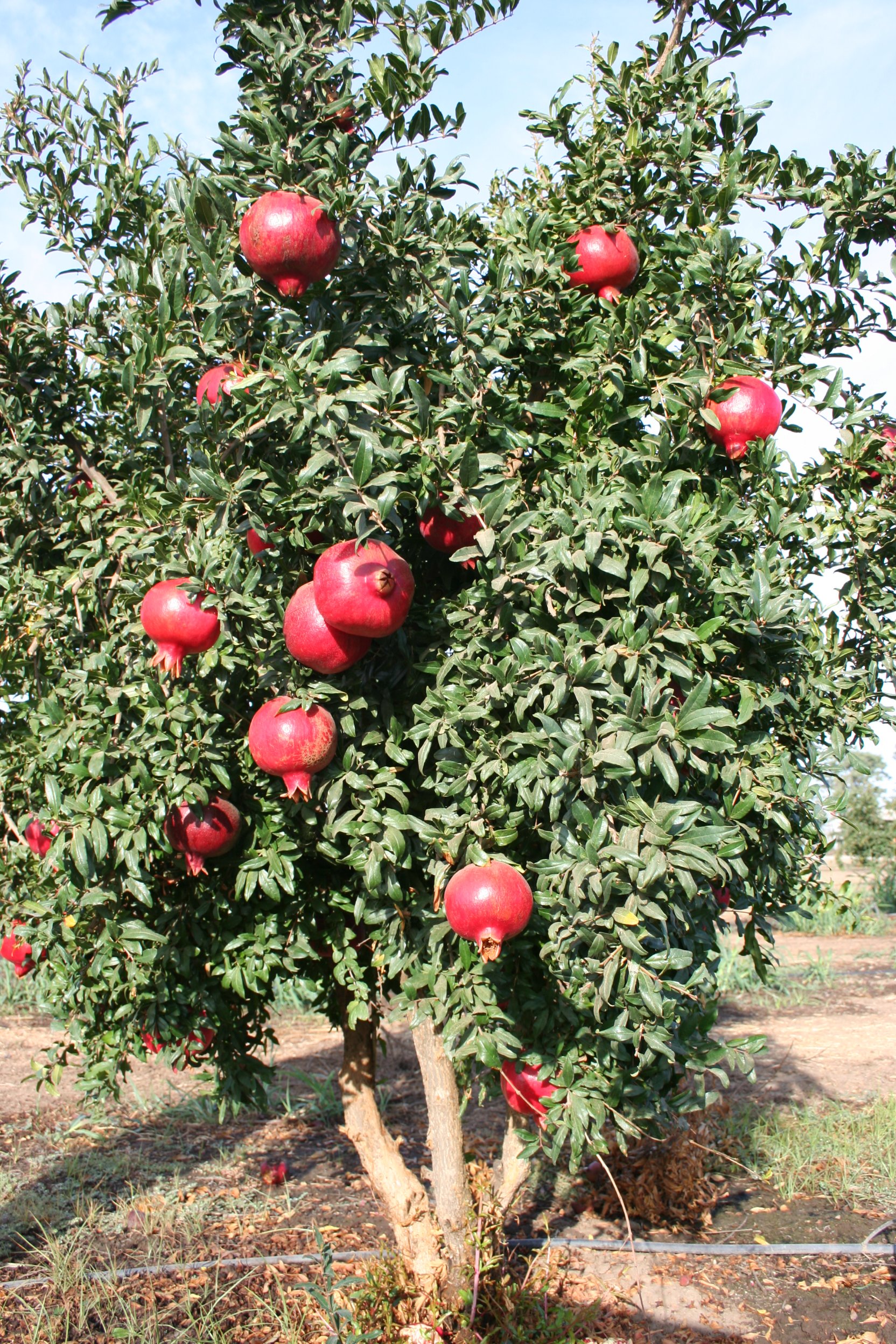 <em>SWEET DWARF POMEGRANATE TREE</em> 10 SEEDS <em>rare</em> 1056 Buy