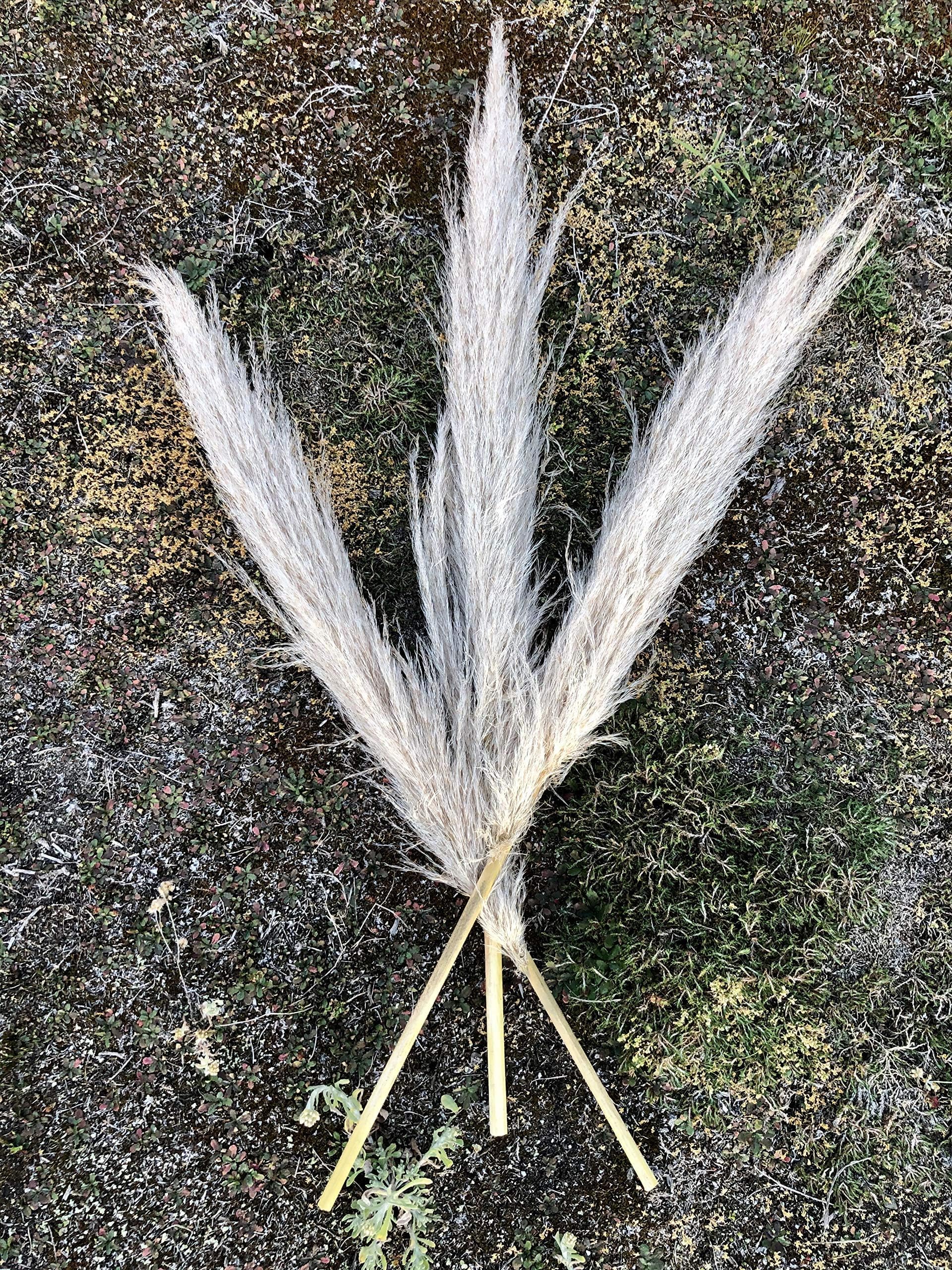 Bundle of Large Fluffy Dried Pampas Grass Decor/Dried flower Wedding Design