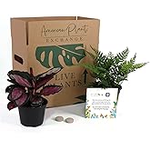American Plant Exchange Endless Foliage Box, Live Houseplants, Care and Feeding Subscription Box, Small