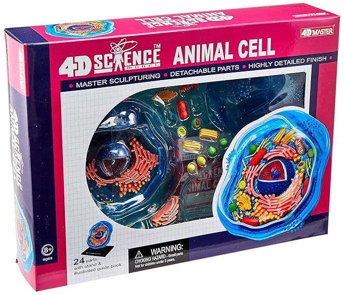 4D Science Animal Cell Model Amazon.co.uk Toys & Games