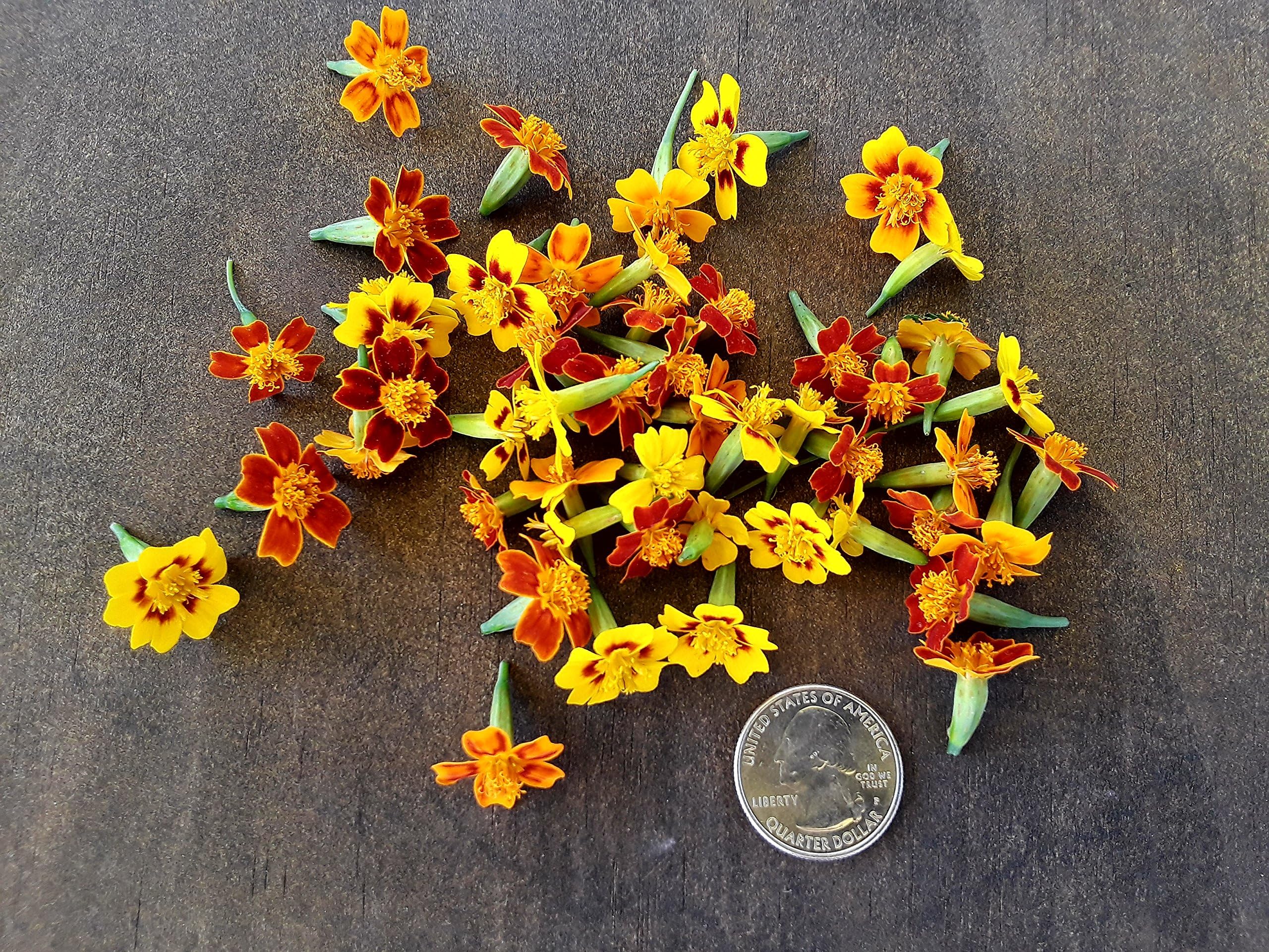 Fresh EDIBLE citrus Marigold flower medley: 100 count-mixture of lemon/tangerine/red fire. A wonderful edible garnish!