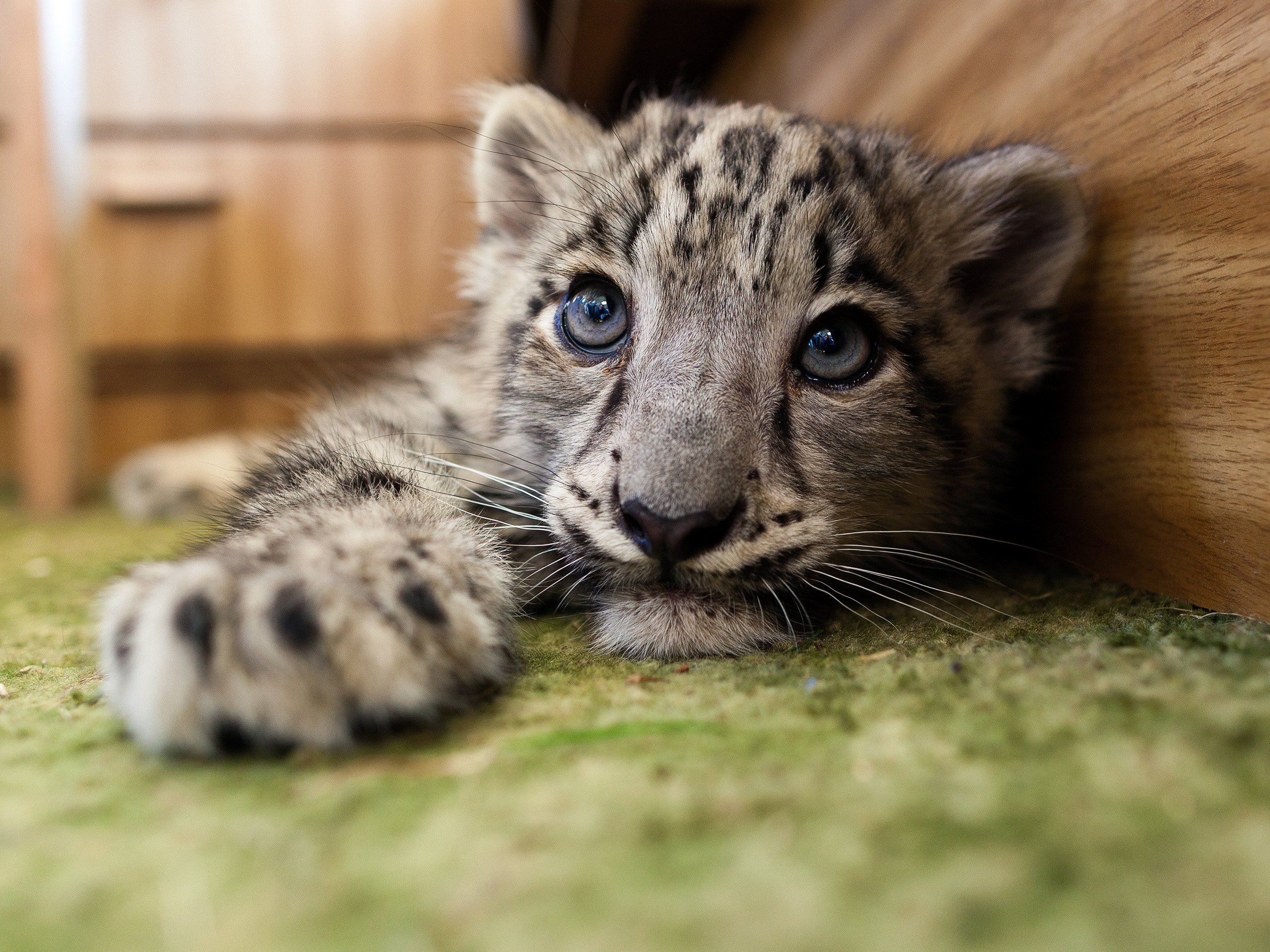 Watch Snow Leopards Of Leafy London - Season 1 | Prime Video