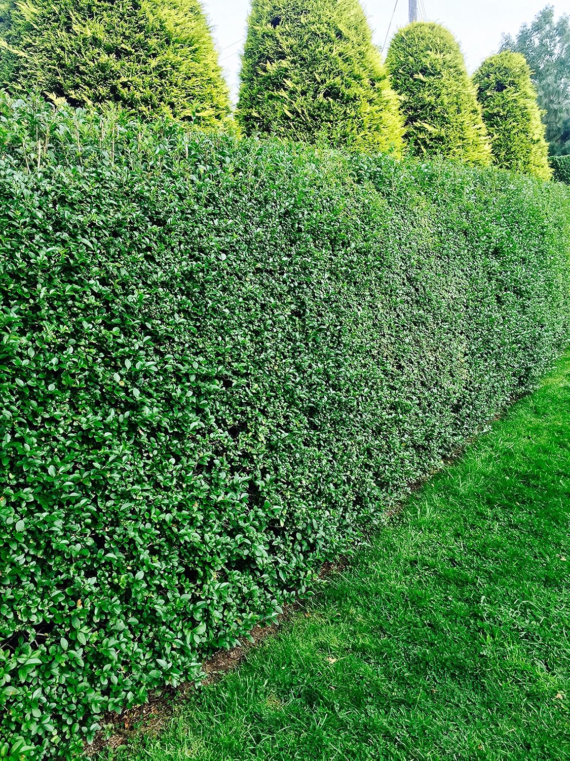 Privet Hedge