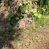 FHFY Garden Fairy Door 11 cm Tall Resin Rustic Decorative Micro Door view 8