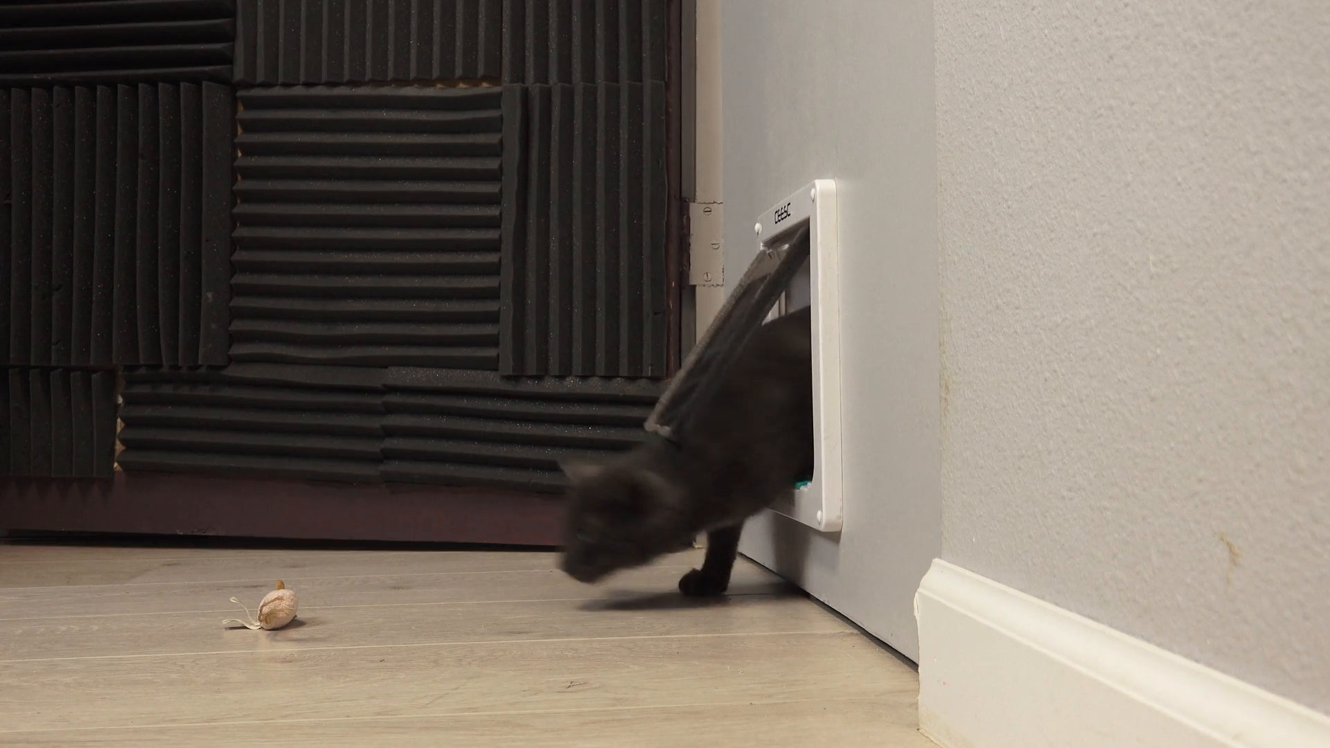 Amazon.com : CEESC Cat Flap Door Magnetic Pet Door with 4 Way Lock