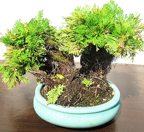 Amazon イワヒバ 岩松 樹齢30年以上 観葉植物 オンライン通販