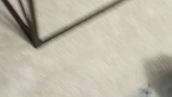 zeus bulldog motorized bouncing toy