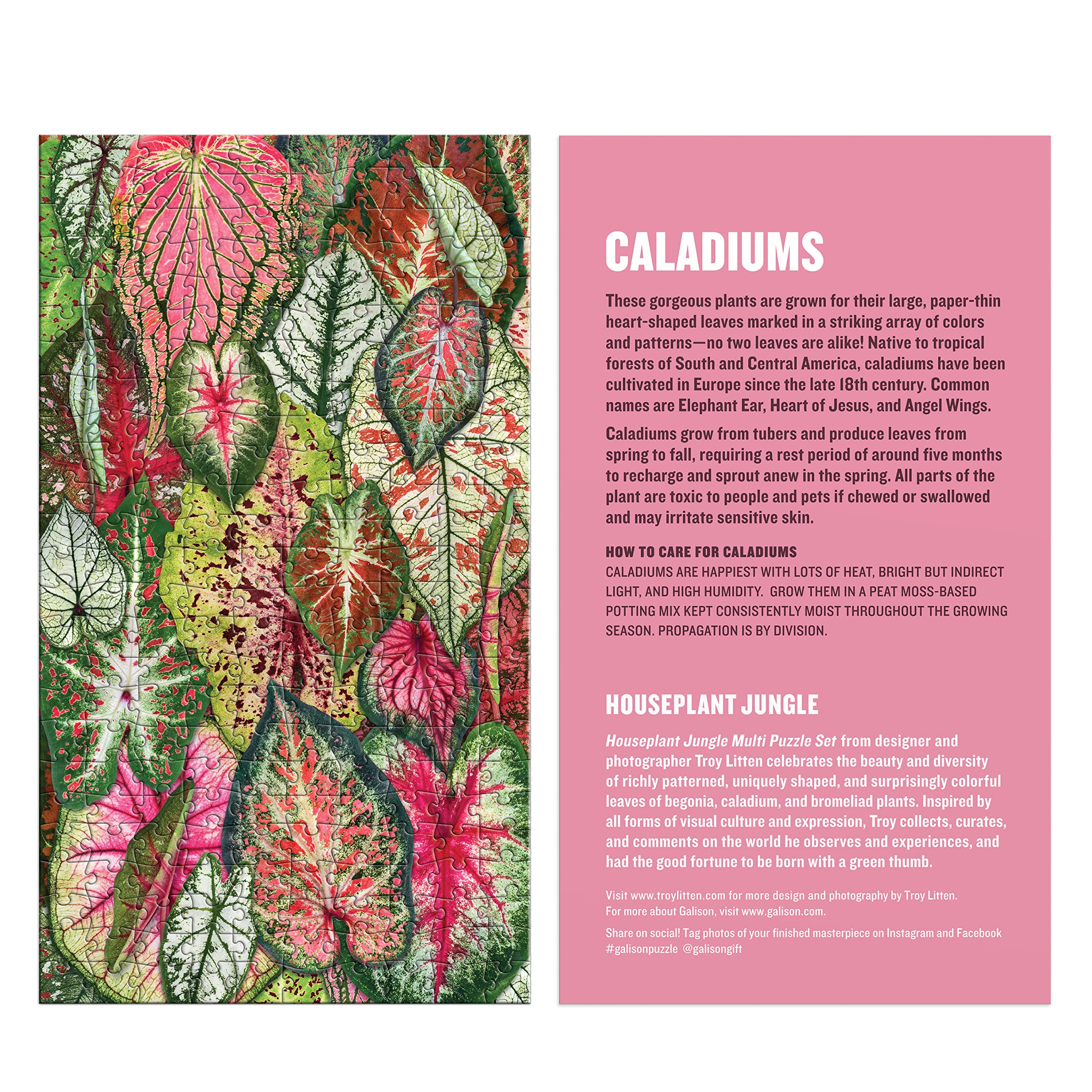 Galison Houseplant Jungle Multi Puzzle Set from Galison - Includes Three 250 Piece Puzzles Featuring Botanical Photographs from Troy Litten, Thick and Sturdy Pieces, Fun and Challenging Activity
