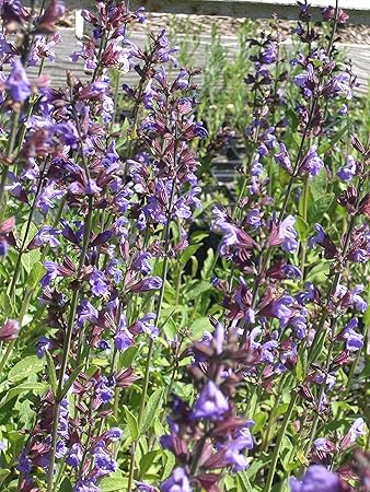 50 Samen Salvia officinalis Echter Salbei