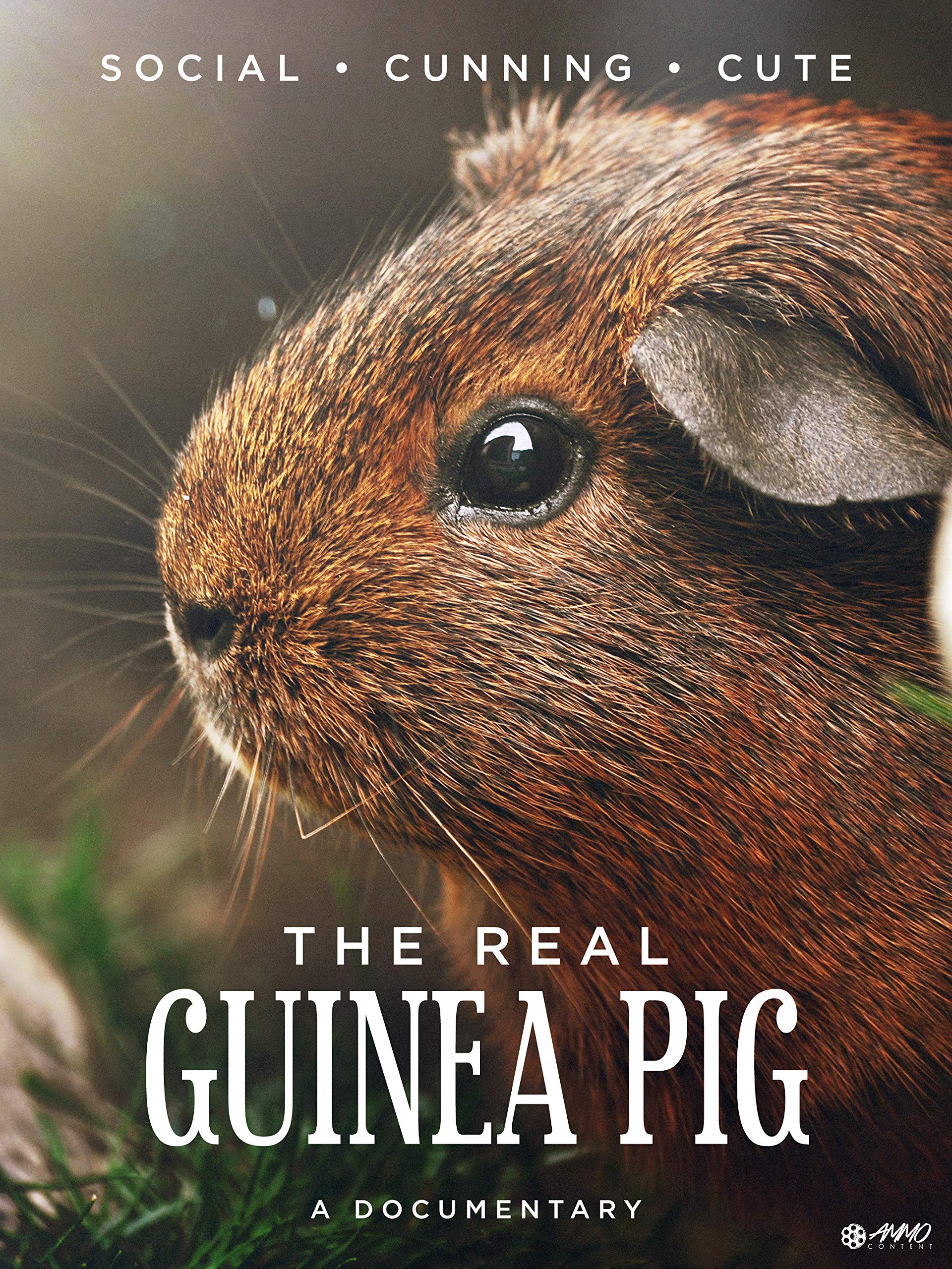 guinea pigs in the wild video
