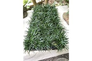 GARDENS OY VEY Dwarf Mondo Grass (Ophiopogon japonicus 'Nana') 18 Count Flat, 3.5" pots