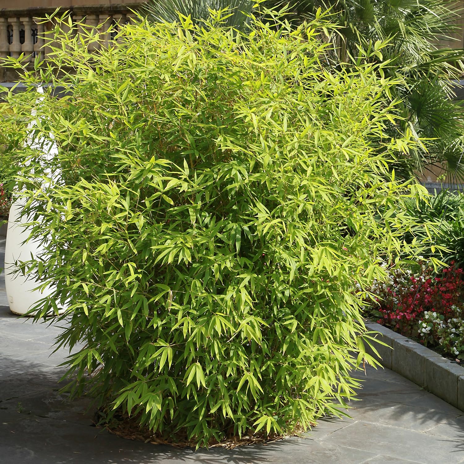 YouGarden Pair of Fargesia rufa 'Fountain' Bamboo, Established Plants in 2L Pots, Supplied Already 50cm Tall and Ready to Plant - Image 3