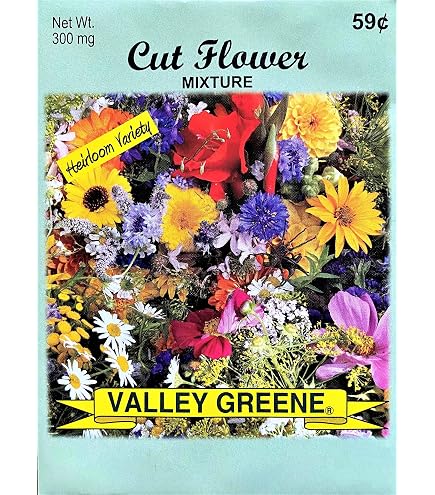 where to buy an aloe vera plant near me Aloe Vera
