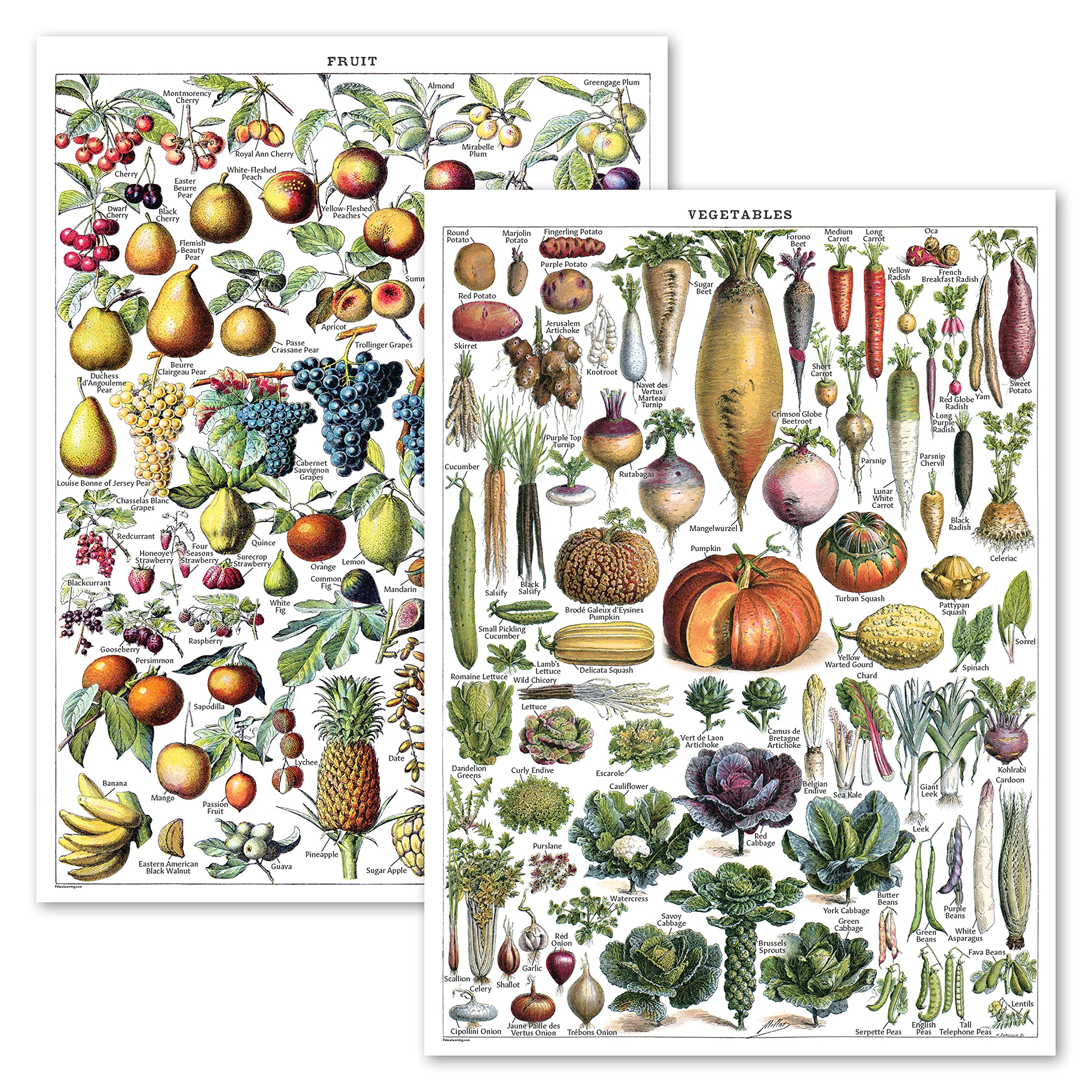 Palace Learning Vintage Fruits & Vegetables Poster Prints - Botanical Identification Reference Chart - Kitchen Decorations - Set of 2 Posters (LAMINATED, 18" x 24")