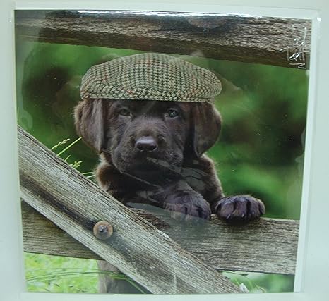 labrador hat