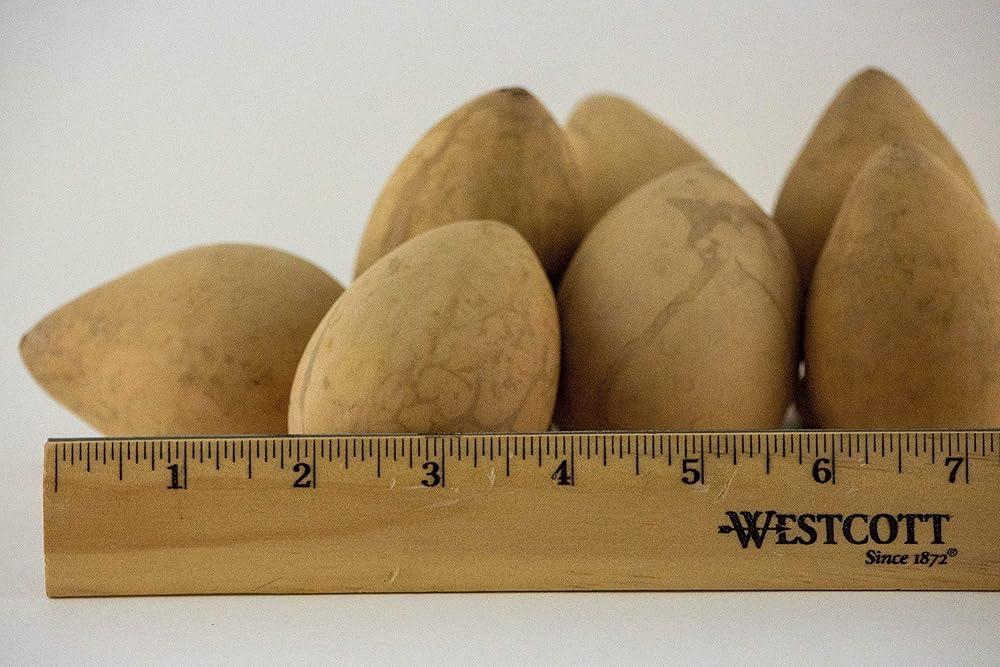 Dried Egg Gourds 10 Pieces, great for crafting Handmade