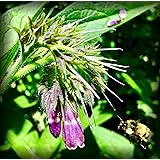 Russian Comfrey Bocking-14 Cultivar, 12 Cuttings for Growing Your Own Medicinal Salve, Compost Tea & Animal Fodder
