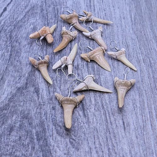 Fun-Weevz Real Shark Teeth for Jewelry Making, 12 Thin Fossil