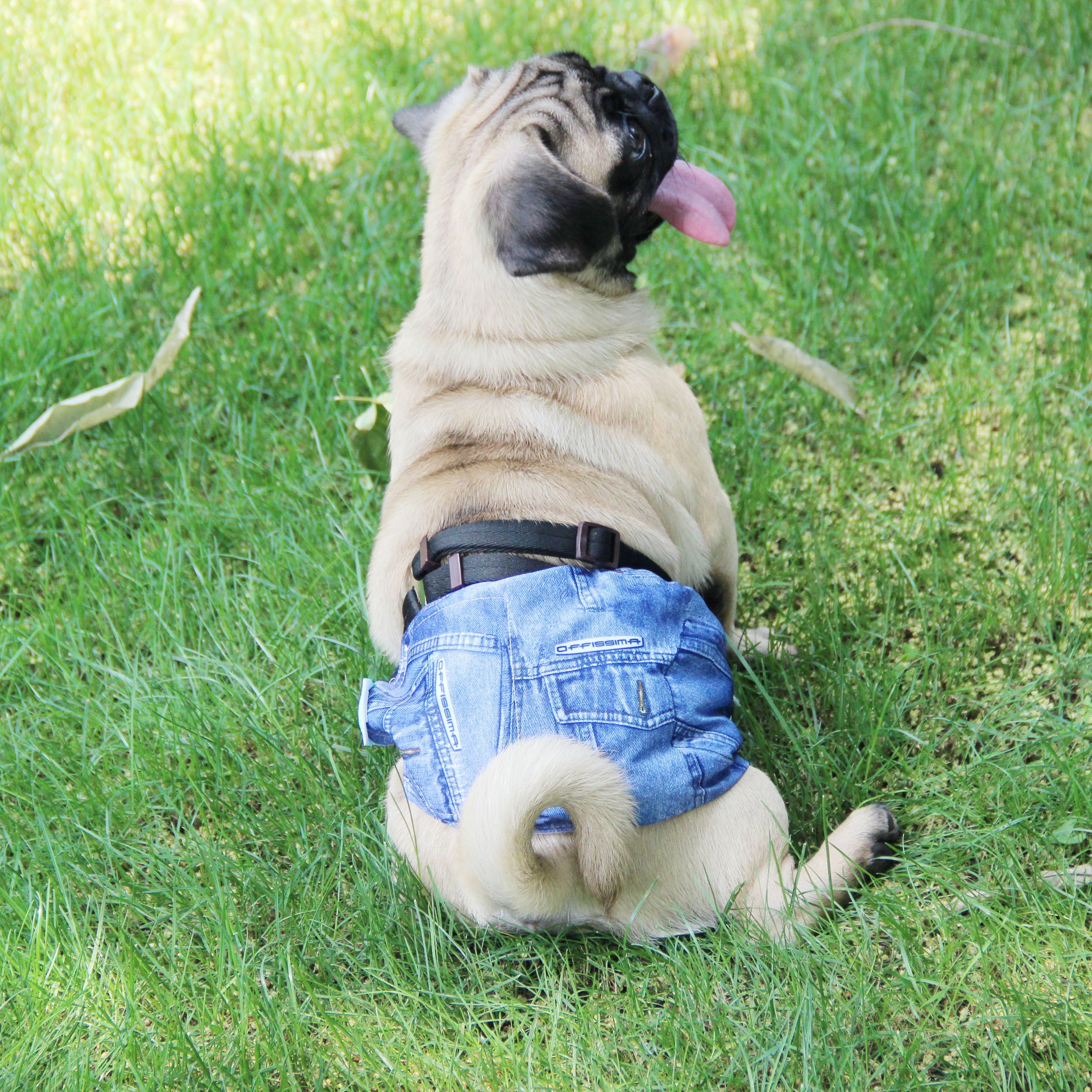 wegreeco male dog diapers