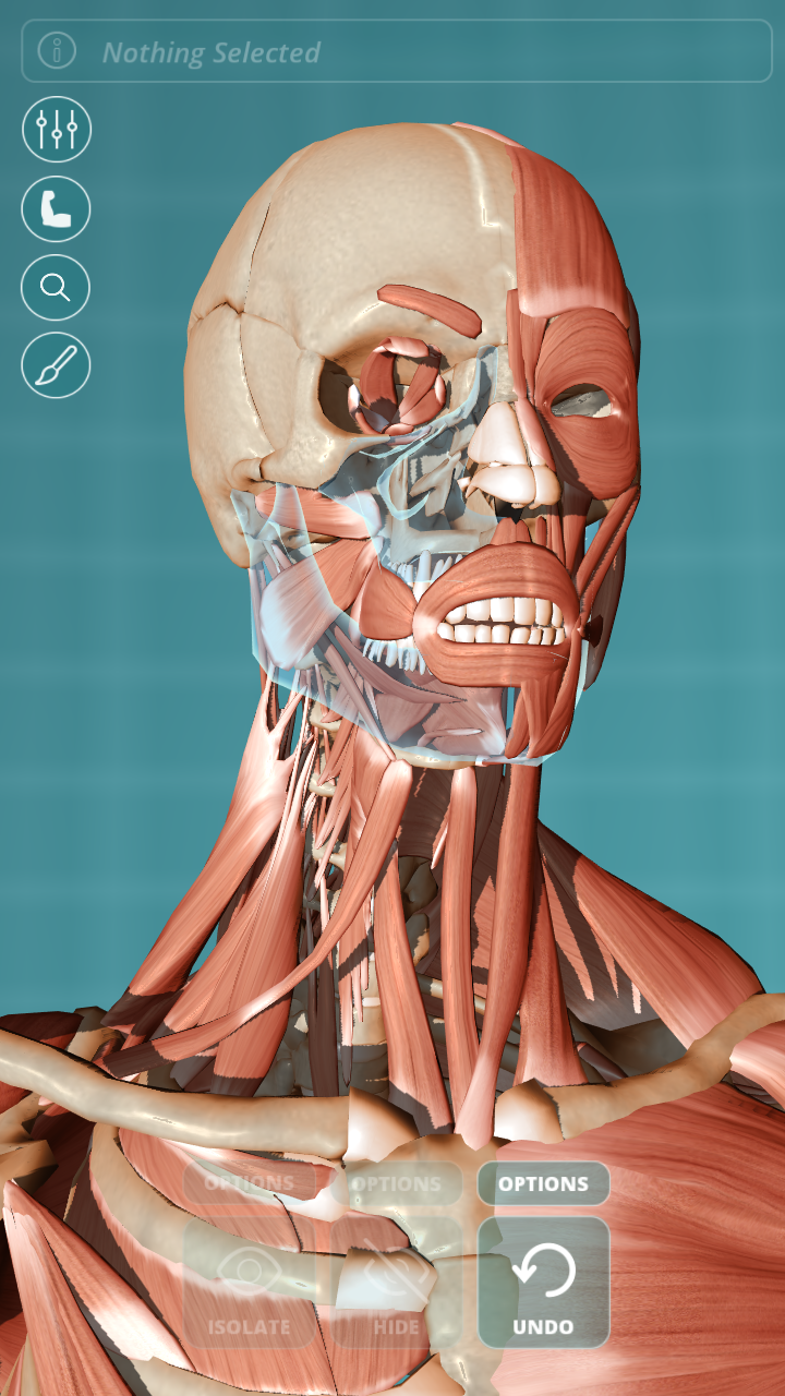 Visual Anatomy - Human body