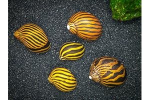 Aquatic Arts 3 Live Zebra Nerite Snails | Substrate Clearer/Aquarium Filter | Safe in Freshwater Tetra/Guppy/Betta Fish Tanks