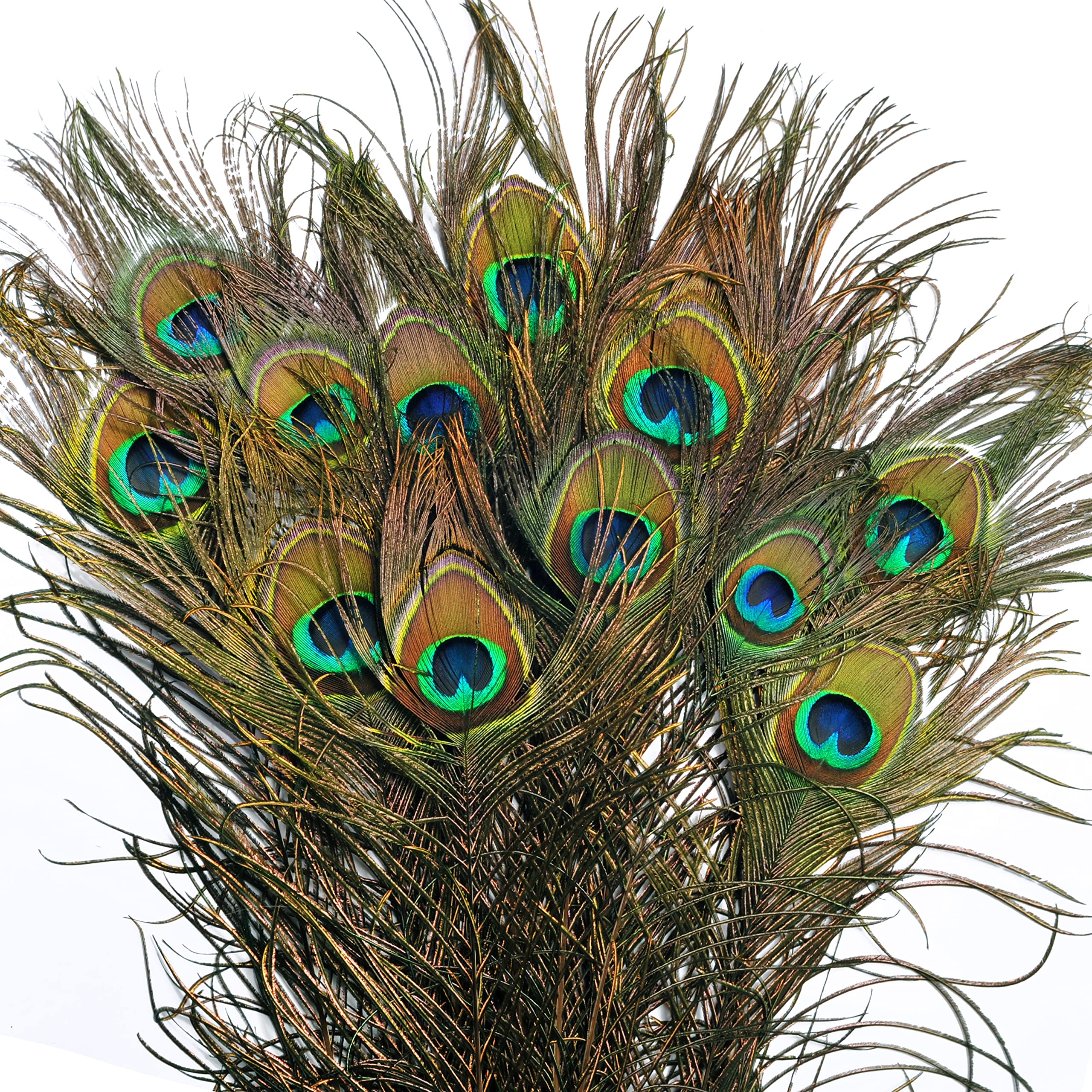 Belle Vous Natural Real Peacock Eye Feathers (20 Pack) - 78-80cm/30.7-31.49 Inches - Long Tail Feathers For Wedding, Party, Holiday and Home Decoration and DIY Craft