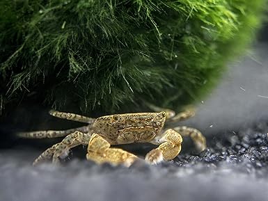 Aquatic Arts 3 Live Freshwater Pom Pom Crabs Real Living Nano Aquarium Fish Tank Pet Betta Danio Rasbora Guppy Compatible Amazon Com