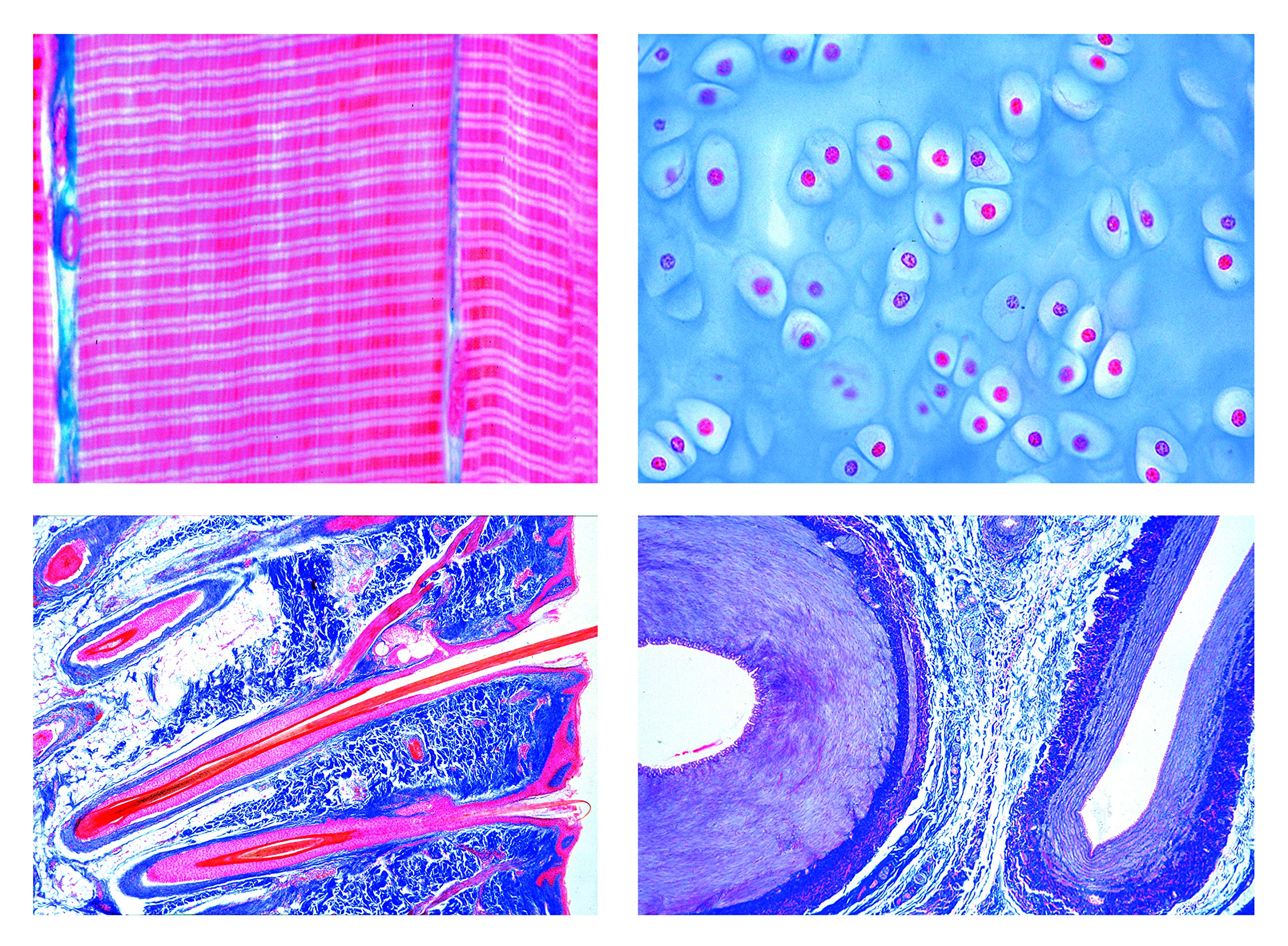 LIEDER 2400_DE Histology of Mammalia Elementary Set, German Slides