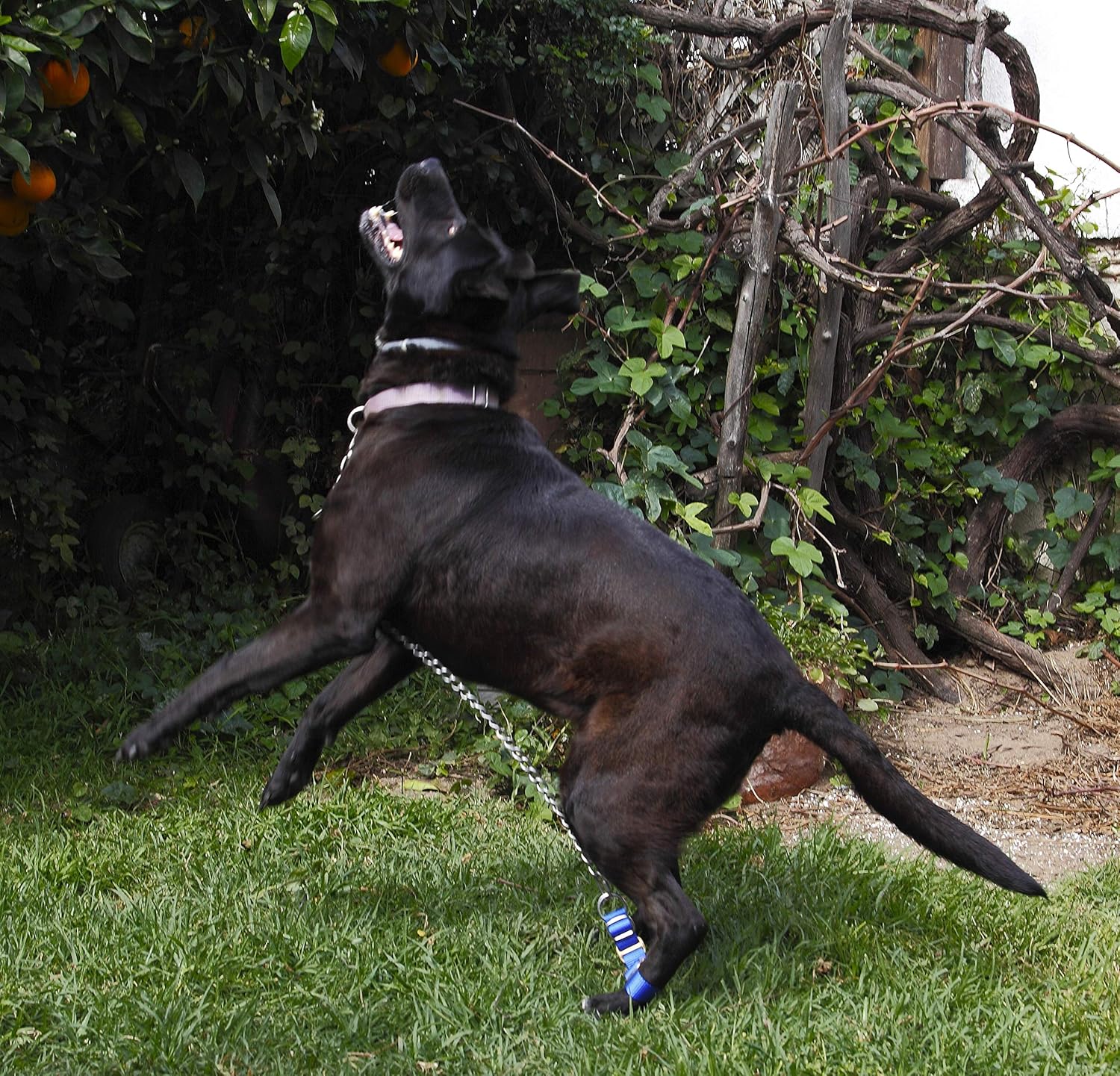 restraint harness for dogs