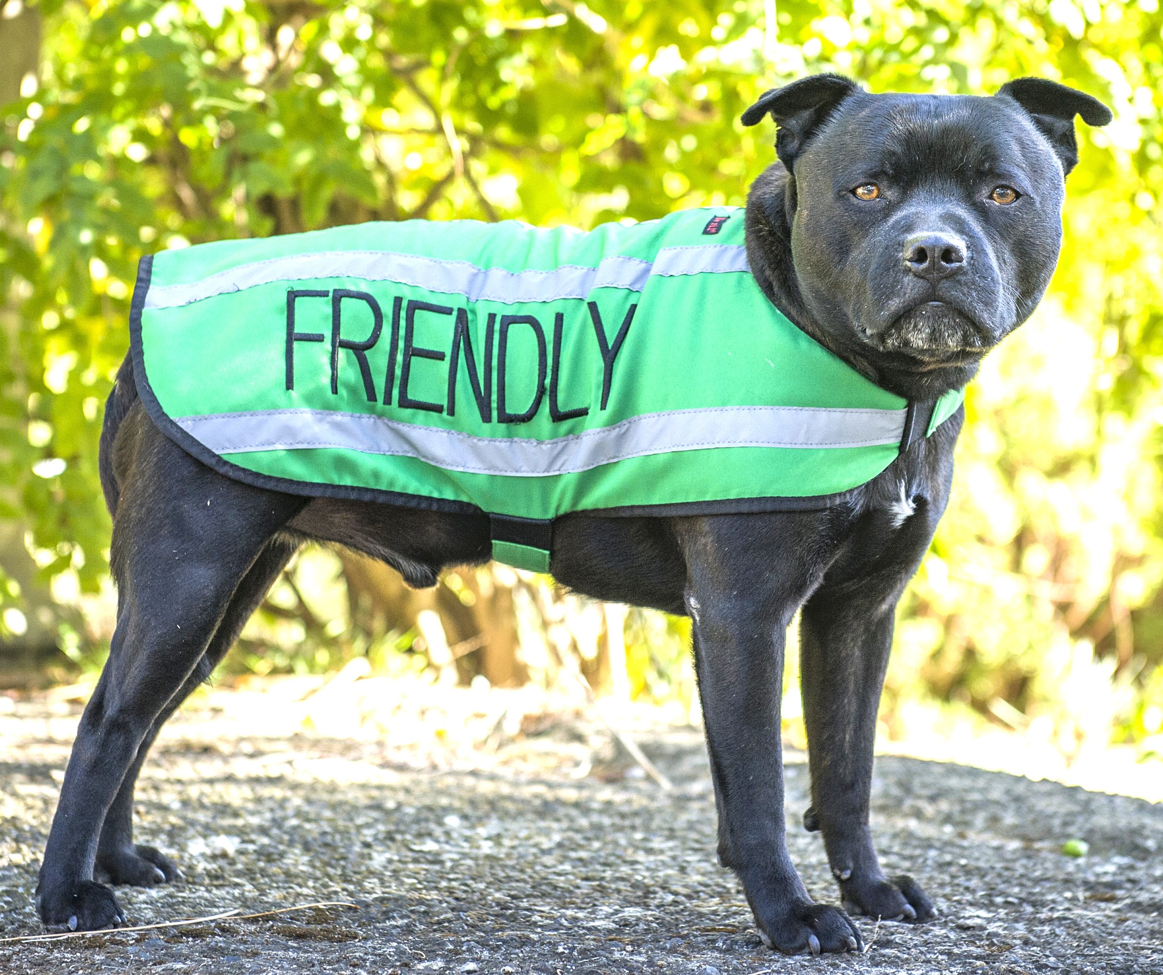 warm dog walking coats