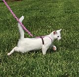 PetSafe Come With Me Kitty Harness and Bungee Leash Small Dusty Rose/Burgundy view 2