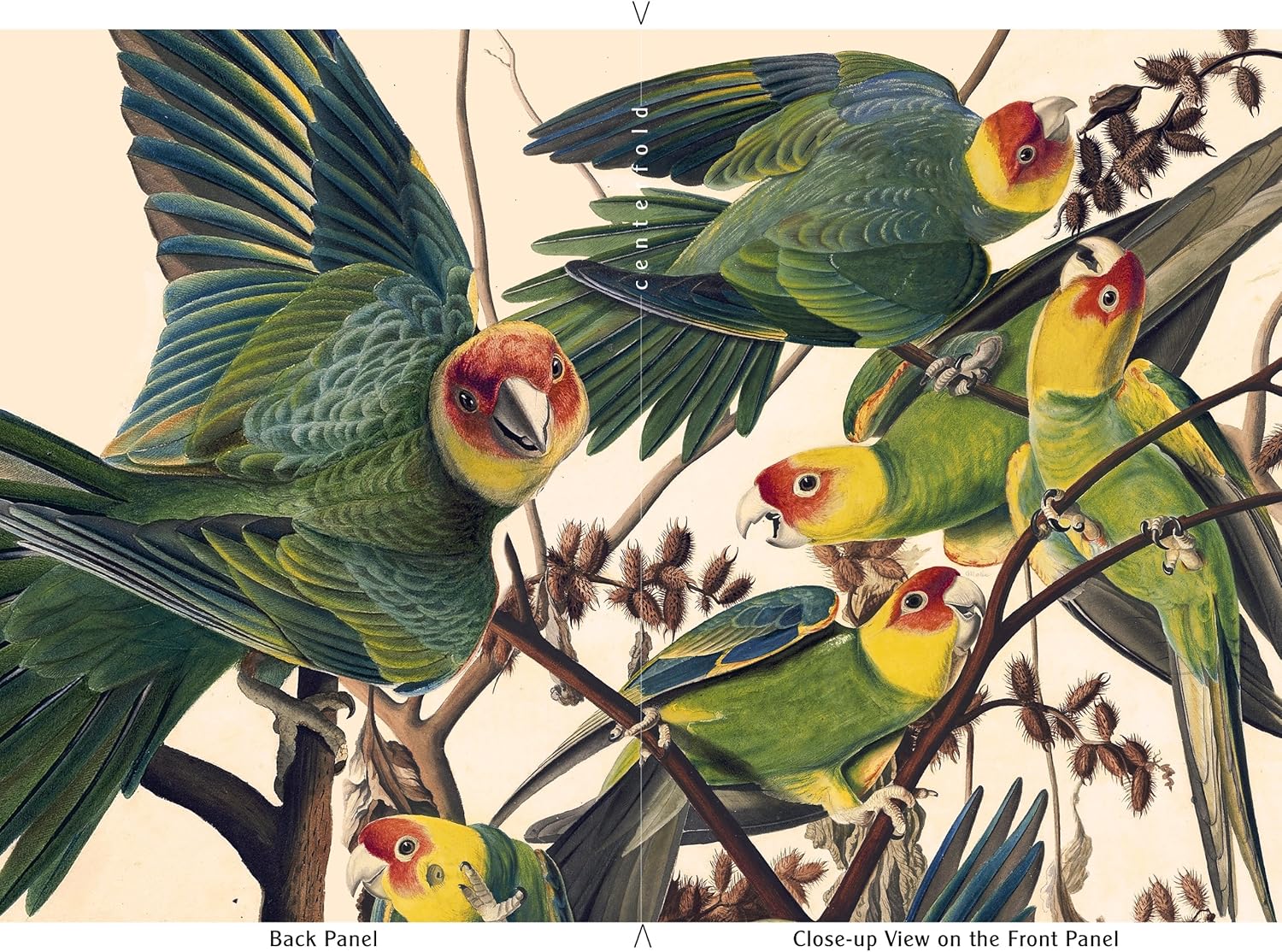 audubon carolina parakeet