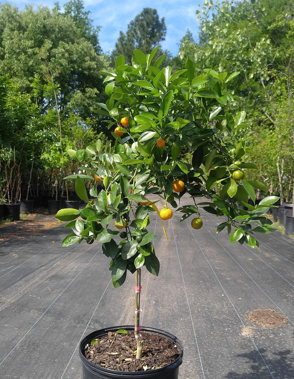 Calamondin - Árbol de naranjo (2 años de edad) no puede enviar ...