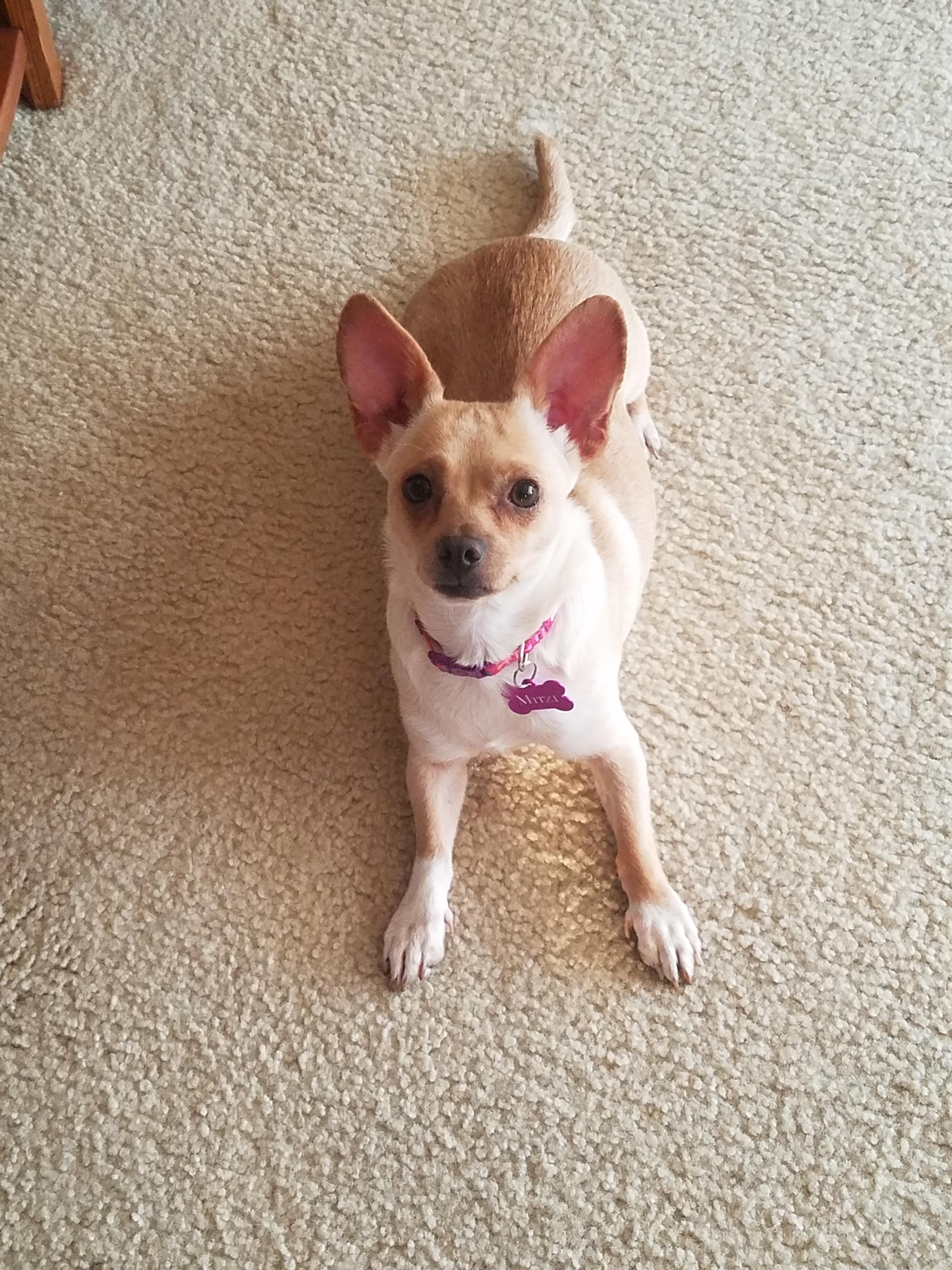 pupstep plus pet stairs